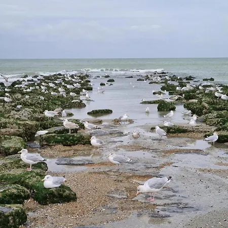 Les Mouettes 501 Located Directly On The * Koksijde
